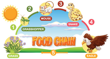 Depicts a simple food chain process