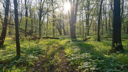 Special perspective of the woods under enchanting sunlight during the spring season