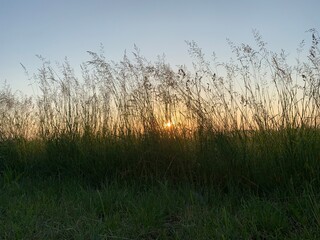 Fototapeta premium grass and water