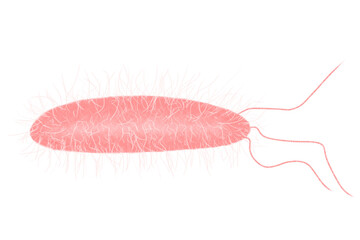 Illustration of an intestinal bacterium isolated on a transparent background.