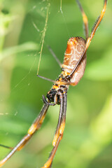Orb-weaver spiders are members of the spider family Araneidae. They are the most common group of builders of spiral wheel-shaped webs often found in gardens, fields, and forests. 