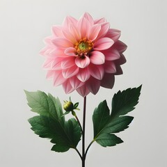 pink dahlia flower isolated