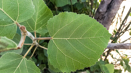 The green fig beautiful leaves
