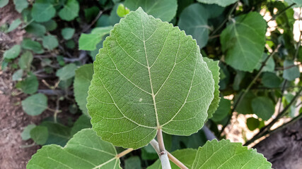 The green fig beautiful leaves