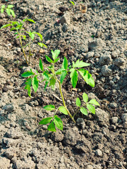 Young tomato plants. Rows of growing tomato seedlings in the spring in the garden