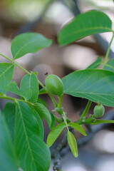 Group of three walnut, Persian walnut ,English walnut on a twig