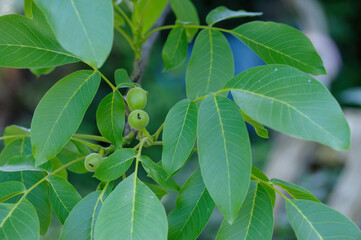Group of three walnut, Persian walnut ,English walnut on a twig
