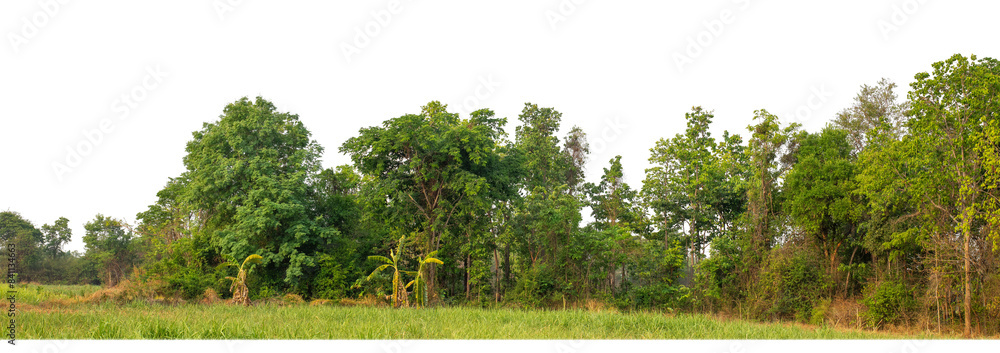 Poster Green Trees on transparent background. are Forest and foliage in summer for both printing and web pages with cut path and alpha channel.