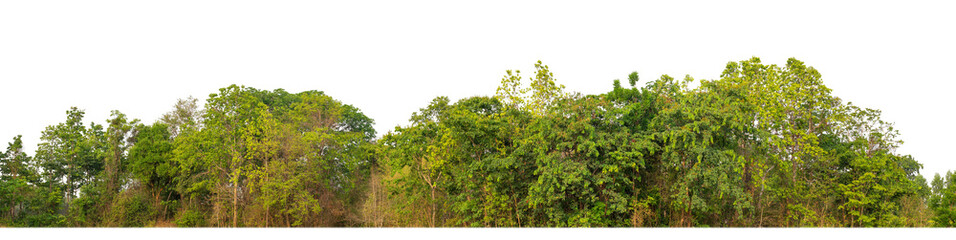 Fototapeta premium Green Trees on transparent background. are Forest and foliage in summer for both printing and web pages with cut path and alpha channel.