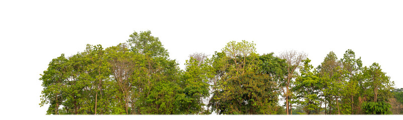 Green Trees on transparent background. are Forest and foliage in summer for both printing and web pages with cut path and alpha channel