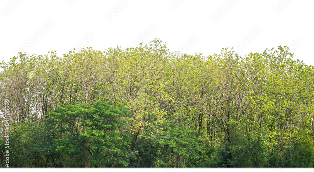 Aufkleber Green Trees on transparent background. are Forest and foliage in summer for both printing and web pages with cut path and alpha channel