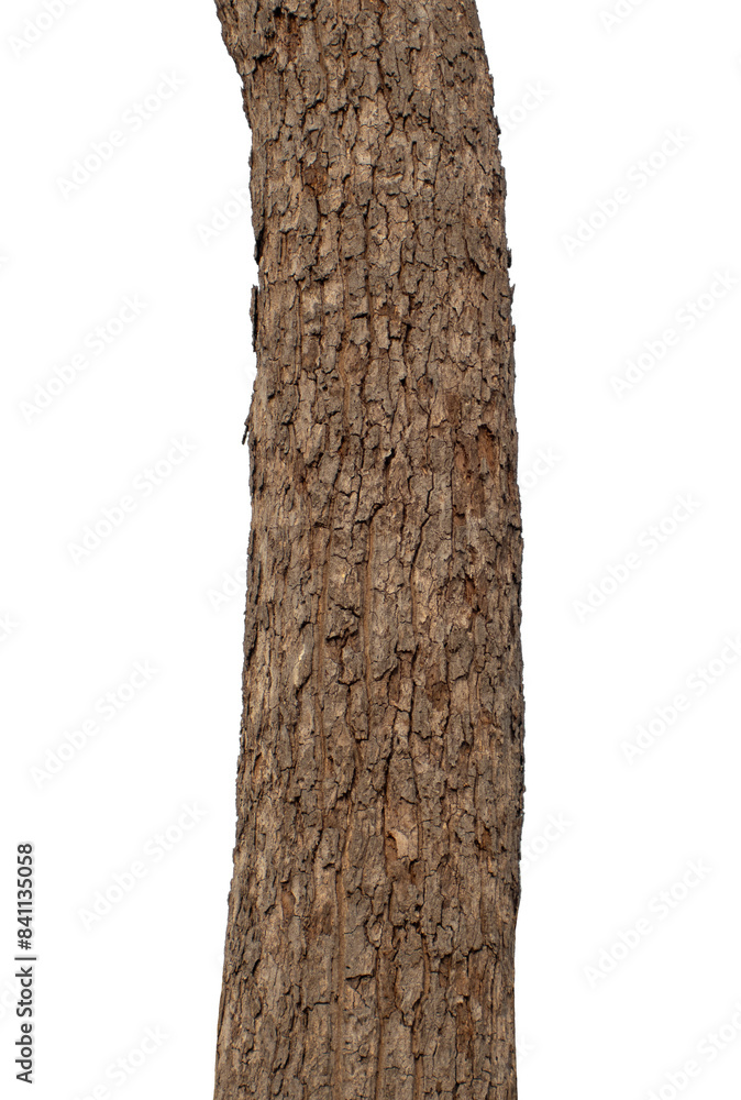 Aufkleber Trunk of a tree Isolated On transparent Background..