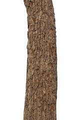 Trunk of a tree Isolated On transparent Background..