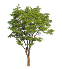 Green tree isolated on transparent background with clipping path, single tree with clipping path and alpha channel.