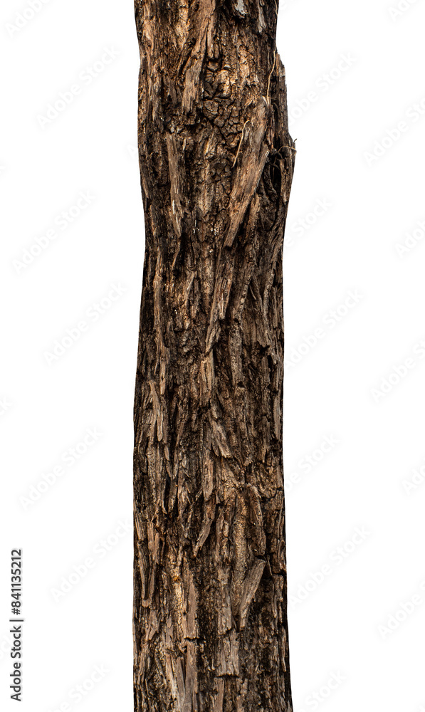 Poster trunk of a tree isolated on transparent background.