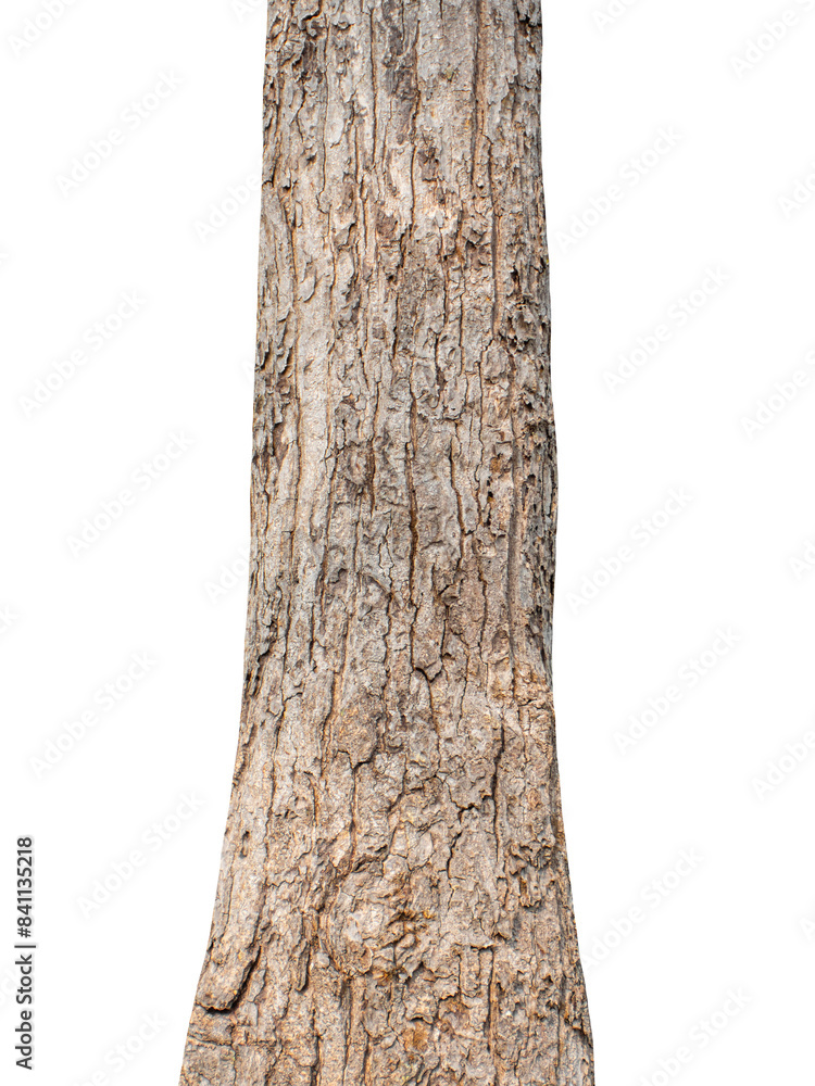 Poster Trunk of a tree Isolated On transparent Background..