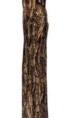 Fototapeta premium Trunk of a tree Isolated On transparent Background.