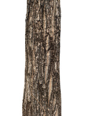 Trunk of a tree Isolated On transparent Background..
