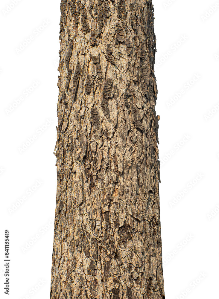 Poster Trunk of a tree Isolated On transparent Background.