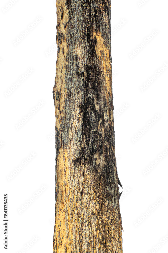 Aufkleber trunk of a tree isolated on transparent background.