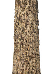 Trunk of a tree Isolated On transparent Background.