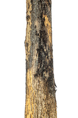 Trunk of a tree Isolated On transparent Background.