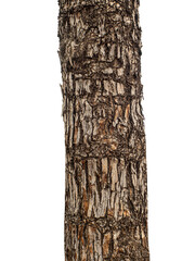 Fototapeta premium Trunk of a tree Isolated On transparent Background.