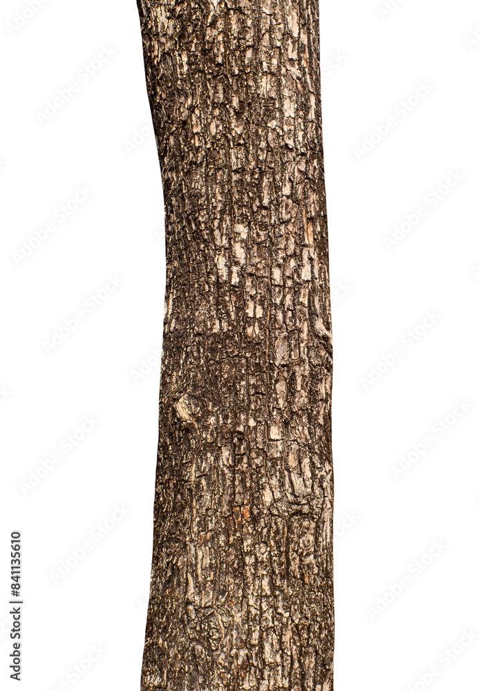 Poster trunk of a tree isolated on transparent background.