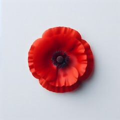 a red poppy flower