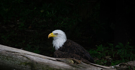 bald eagle in the zoo
