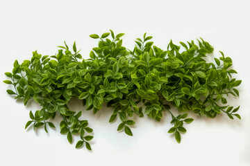 Obraz premium Bunch of green leaves on white surface with white background.