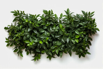 Obraz premium Green plant is growing on white wall with white background.