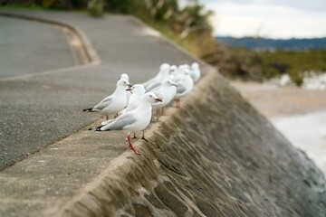 Obraz premium many seagulls sitting on the quay wall
