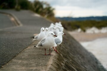 Obraz premium many seagulls sitting on the quay wall