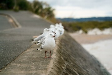 Obraz premium many seagulls sitting on the quay wall