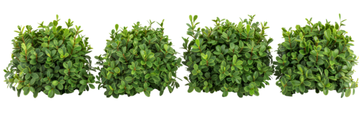 Lush green hedge design, isolated on transparent background. Ideal for garden-themed projects, landscaping designs, and nature illustrations.
