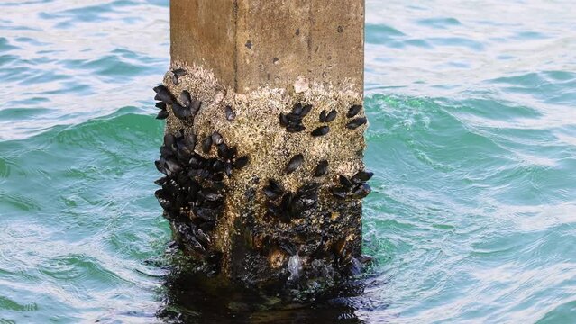 Mussels on Pier in Melbourne Waters