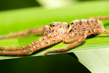 Huntsman spiders, members of the family Sparassidae, are known by this name because of their speed and mode of hunting.