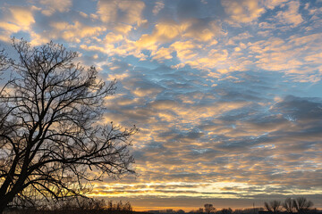 Naklejka premium A tree is silhouetted against a beautiful blue sky with a few clouds