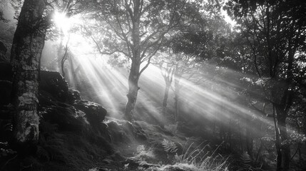 Sunlight filtering through forest trees