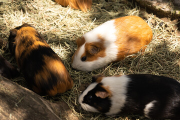 Three guinea pigs with different fur colors resting on a bed of hay enjoying the sunlight in an outdoor farming © MergeIdea