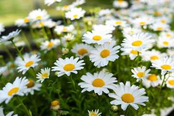 Fototapeta premium Blooming white daisies with yellow pollen center in a garden show the beauty of nature with sunlight in the good weather day