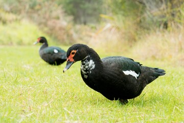 Beautiful Muscovy Ducks Grazing on Lush Green Grass