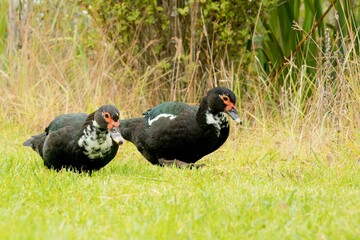Beautiful Muscovy Ducks Grazing on Lush Green Grass