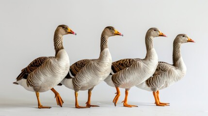Obraz premium Chinese Geese clearly photo on white background , 