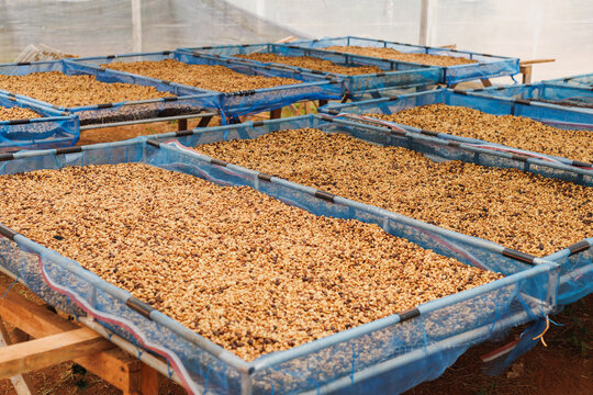 "The processing of coffee cherries using the washed process, also known as the semi-washed process, where the cherries are de-pulped and washed before further processing."