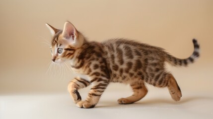 Cute Bengal Kitten Walking on Clean Pastel Ivory Background