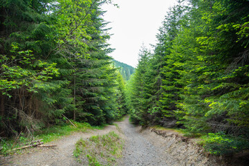 Fabulous and mysterious path in the forest. Location place of Carpathians mountain, Ukraine, Europe.
