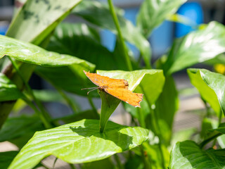 葉にとまる茶色い蝶