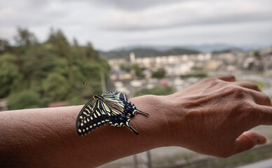 羽化したアゲハ蝶が腕で休む